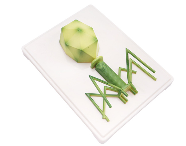ģ