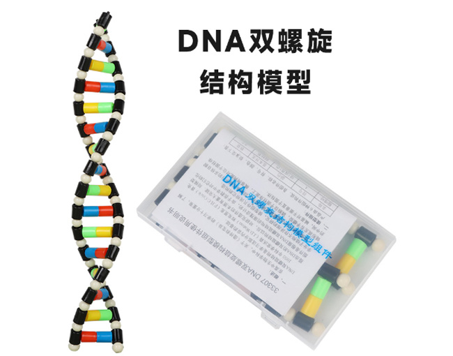 33307DNA˫ṹģ